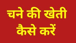 Chane Ki Kheti Kaise Kare: चने की खेती कैसे करें